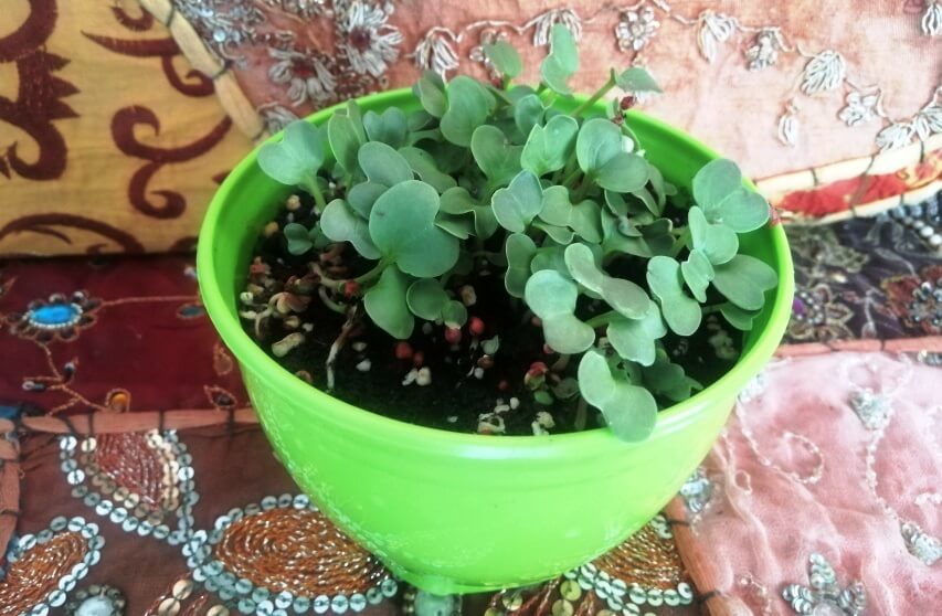 how to grow radish microgreens in pot