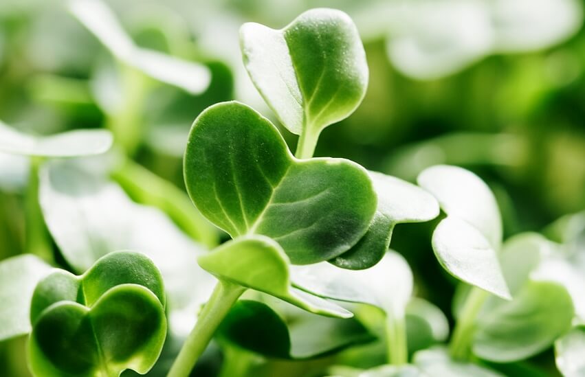 health benefits of radish microgreens