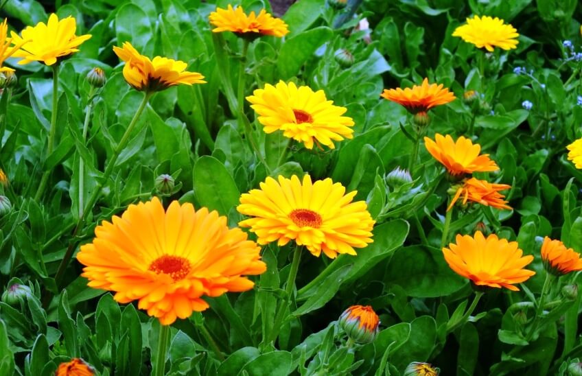 Calendula flower - best flowers to start from seed indoors