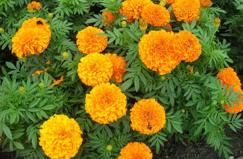Marigold flower- the best flowers to grow indoors from seeds