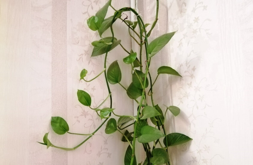 pothos plant poisonous to cats, dogs and children