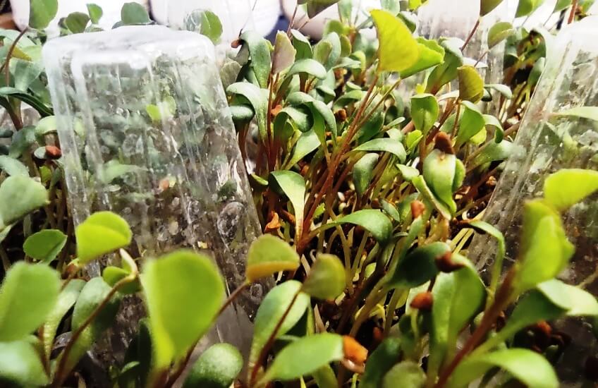 how to grow alfalfa microgreens