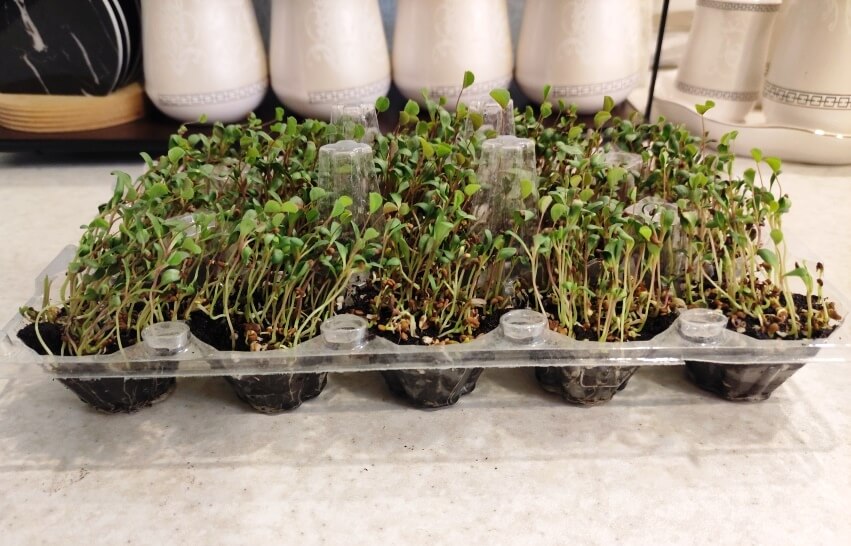 alfalfa microgreens benefits