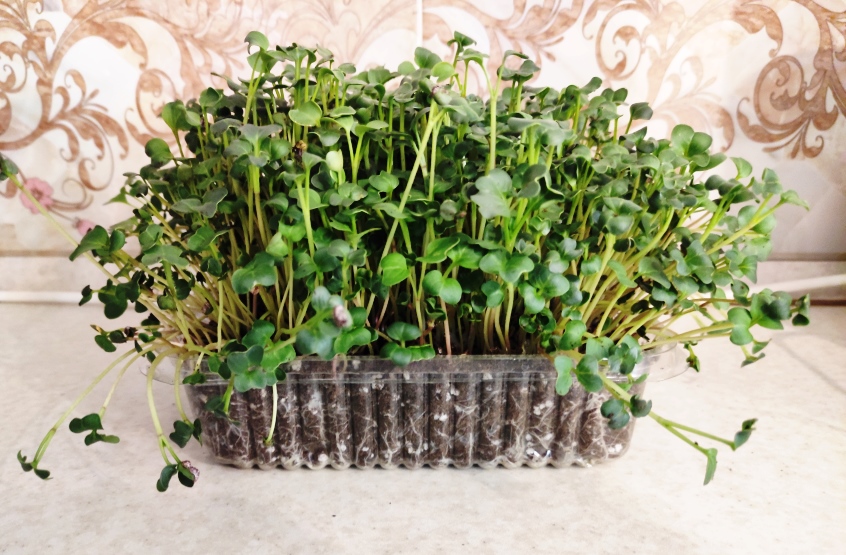 how to grow radish microgreens indoor