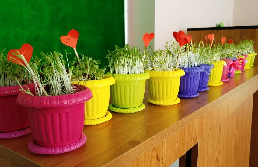 grow your own cress kit in pot