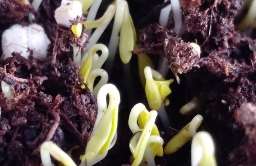 cress sprouts germination