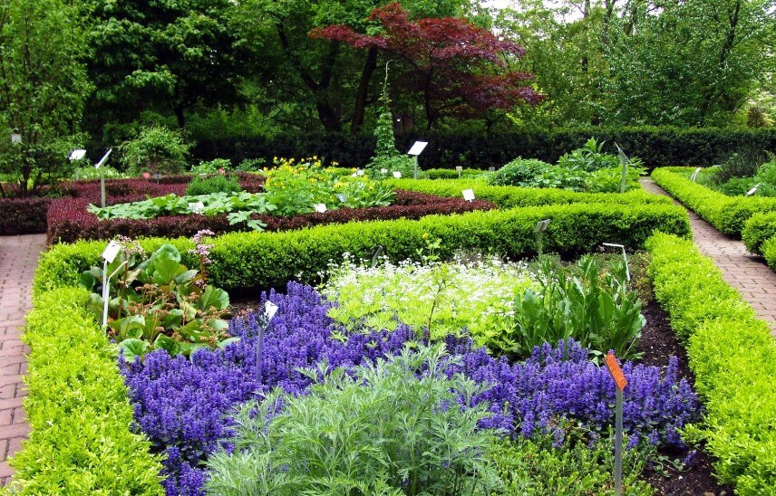 herbal tea garden