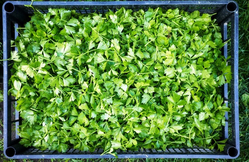 harvesting celery microgreens