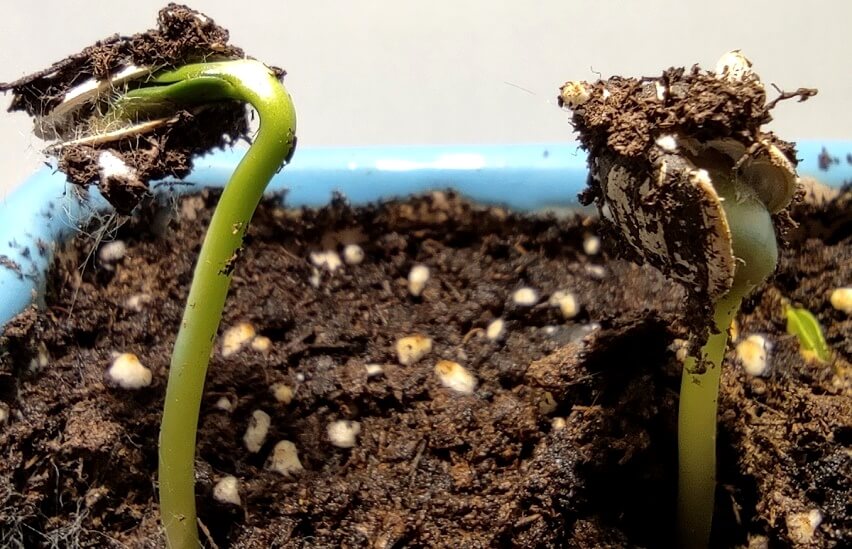 sunflower sprouts in the soil