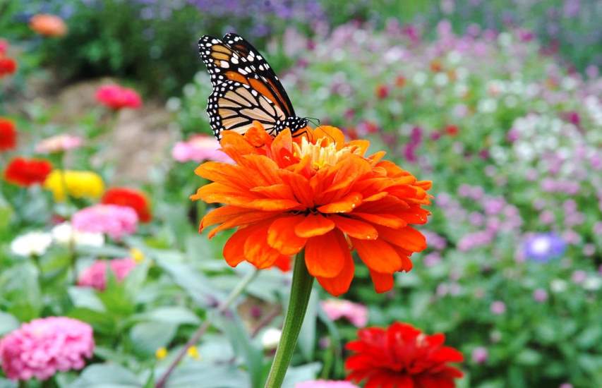  Zinnias plant with butterfly