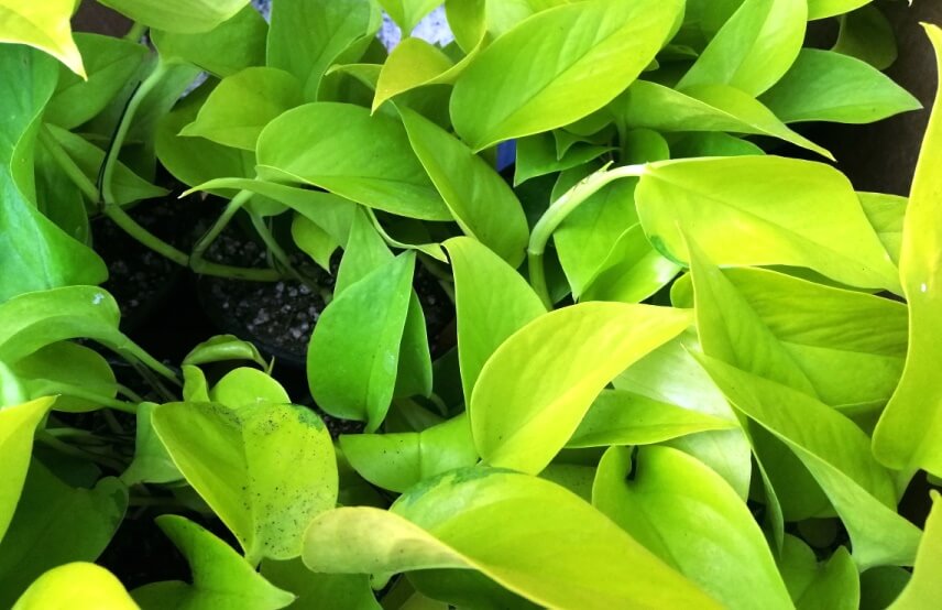 pothos or Epipremnum Aureum houseplant