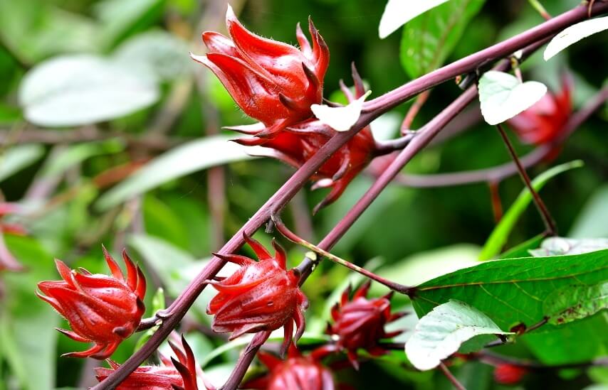 Roselle plant as a medicinal herb