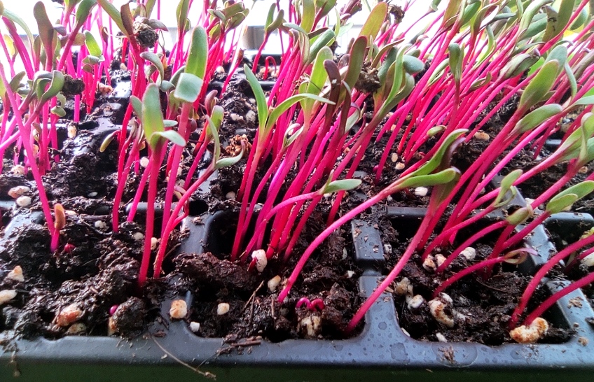 Beet sprouts in the soil