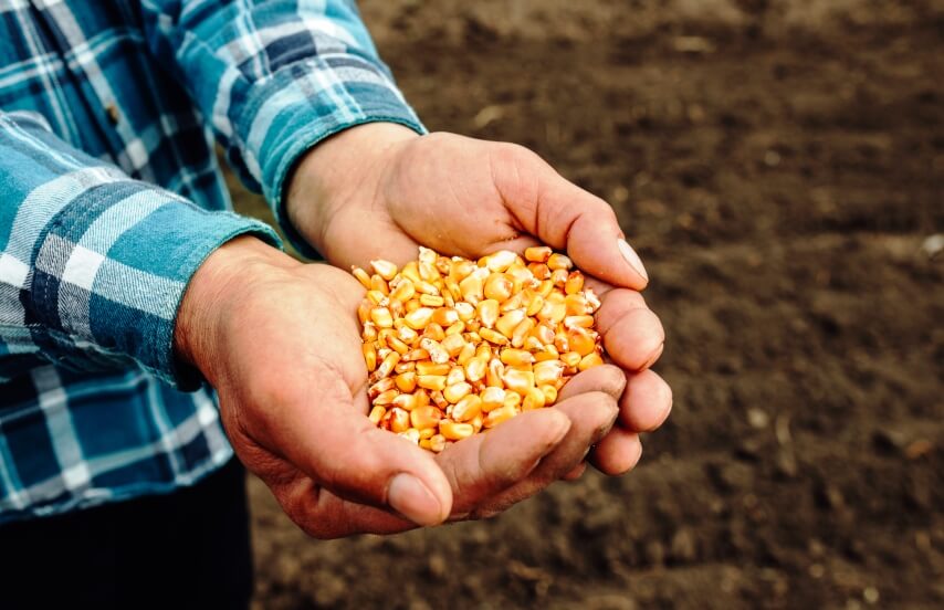hybrid corn type of seeds