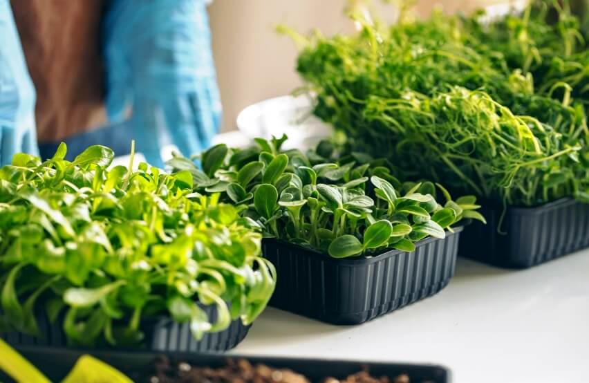 grow microgreens