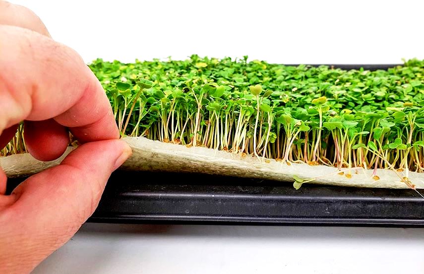 microgreen tray with micro plants