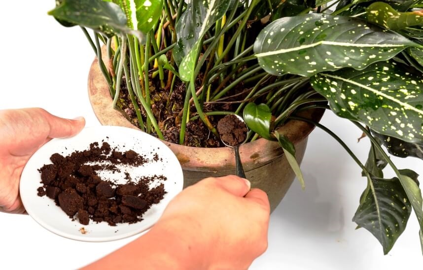 using fertilizer for plants