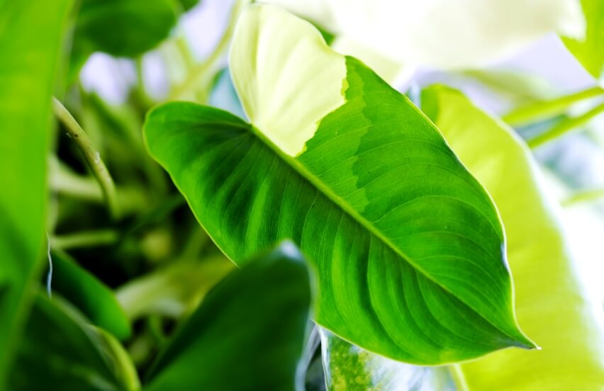 Philodendron a poisonous houseplant