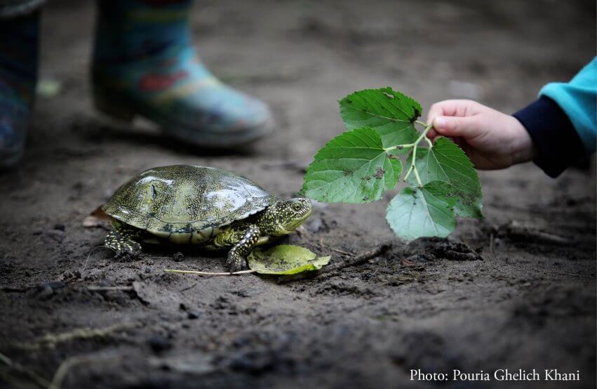 feeding turtle in forest schools