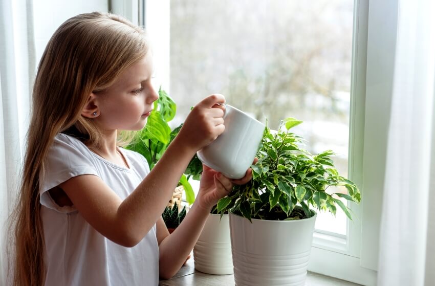 watering indoor houseplants