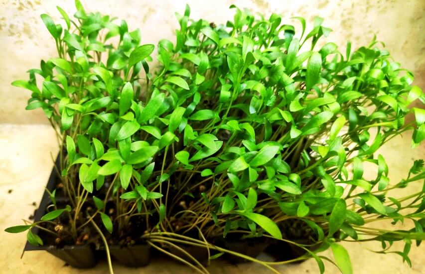 coriander microgreens