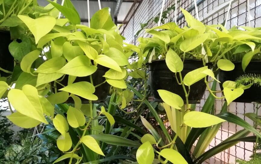 Pothos (Repot Epipremnum Aureum) plant