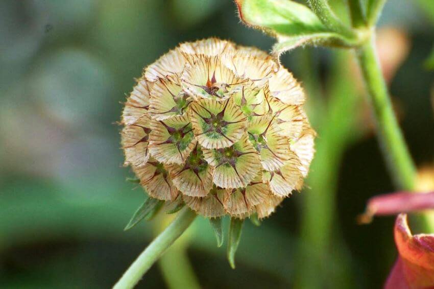 Scabiosa stellata seedheads