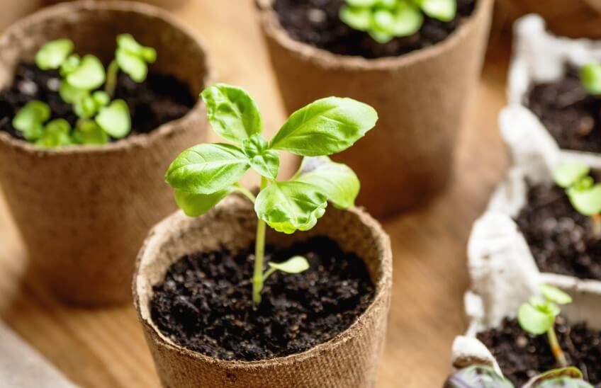 basil microgreen in biodegradable pot