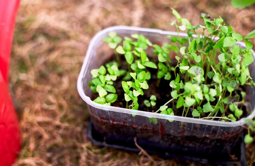 basil microgreen in container