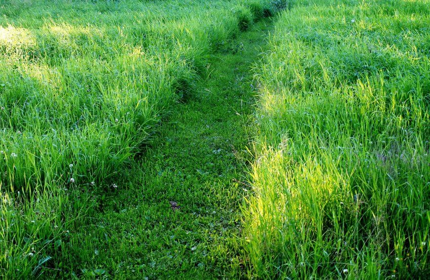 path through the tall grass