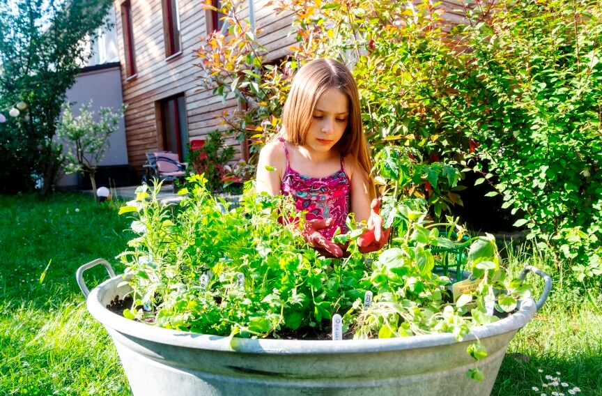 a girl harvesting herbs