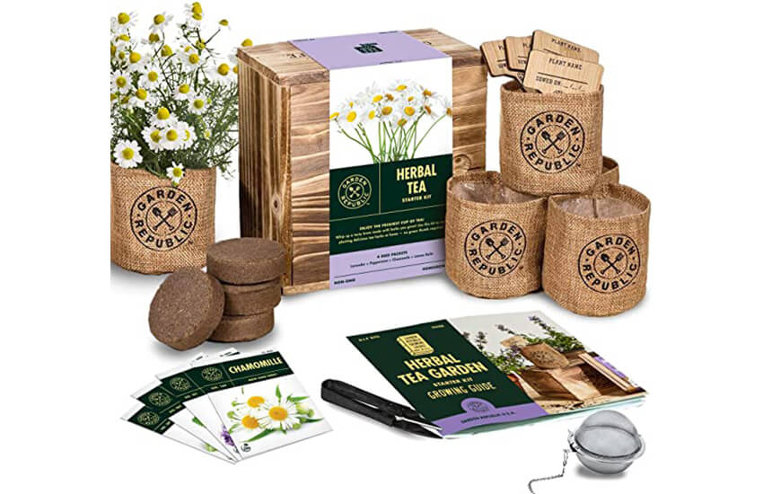 Indoor herbal tea starter kit