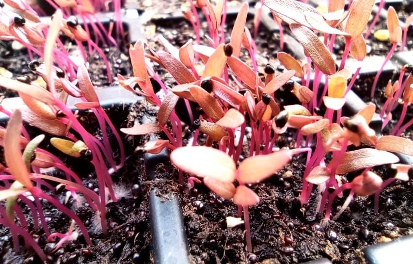 amaranth microgreens with seed hulls