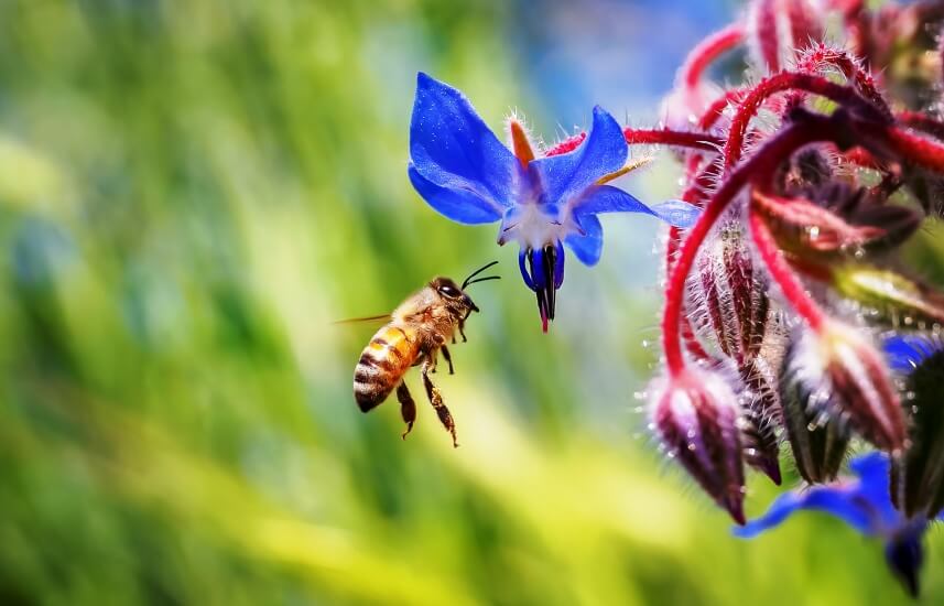 bee and borage flower
