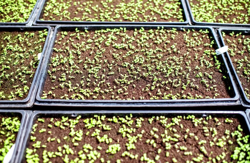 growing microgreen in soil mix