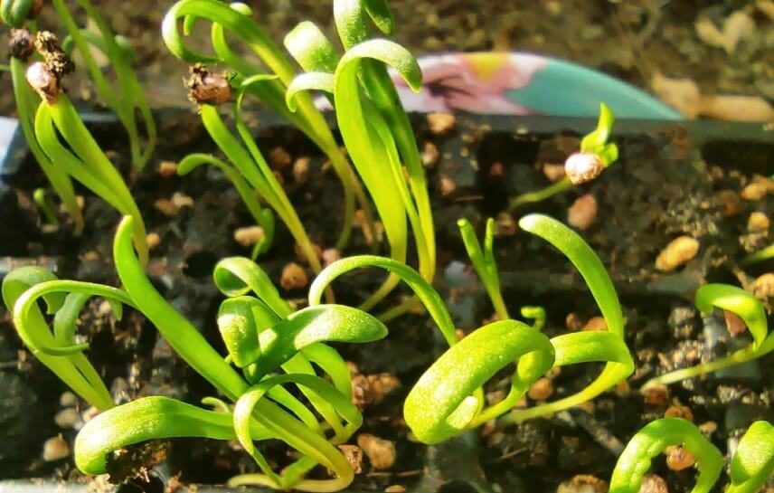 spinach microgreens