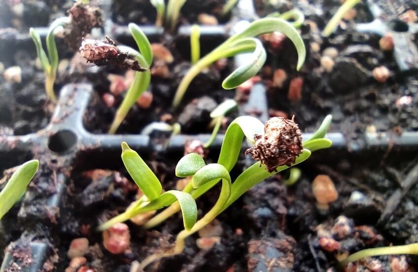 spinach microgreens with seed hull