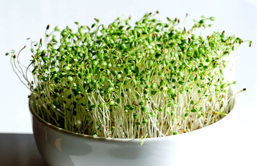 clover microgreen in pot