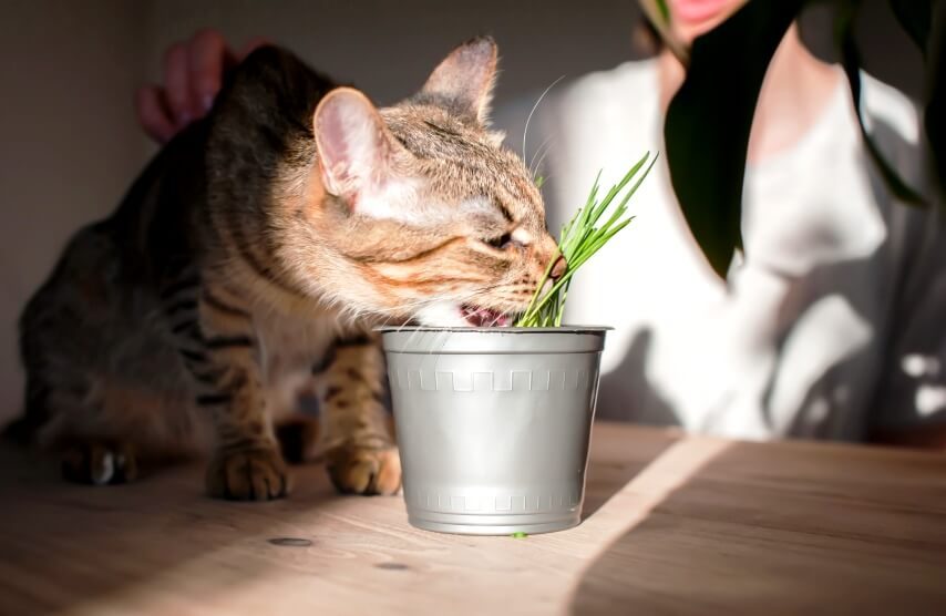 cat eat microgreen