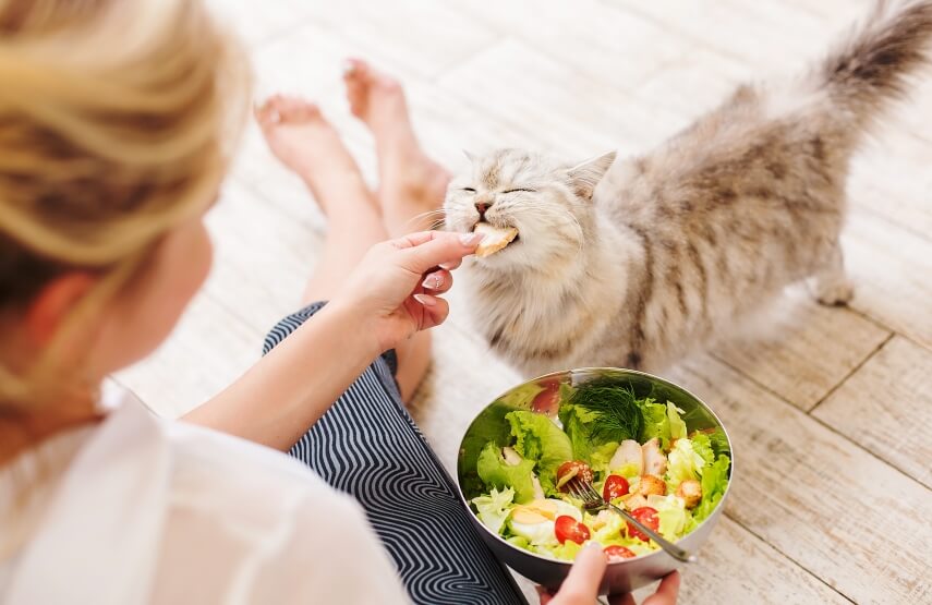 a cat eat vegetables and microgreen