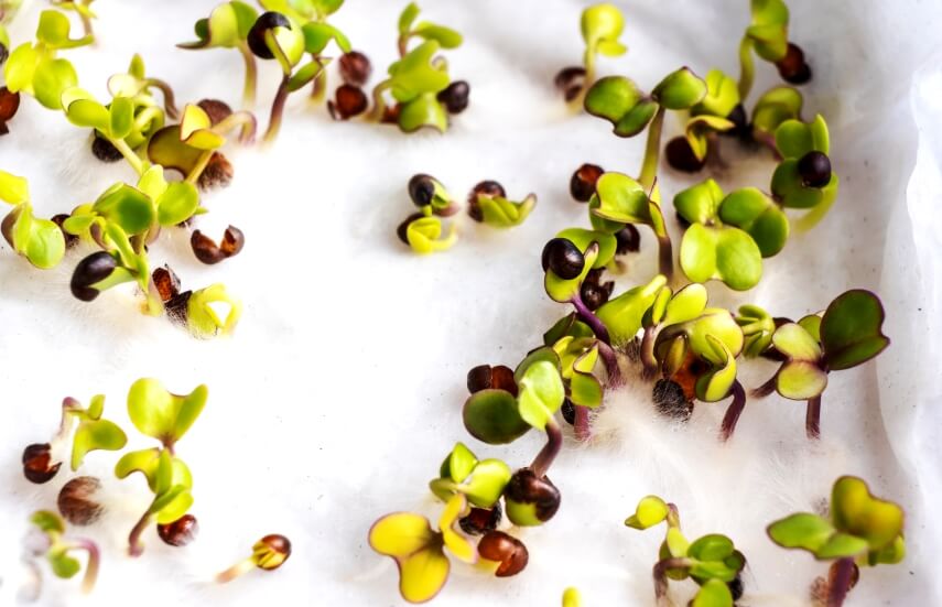 kale microgreen seeds sprouting