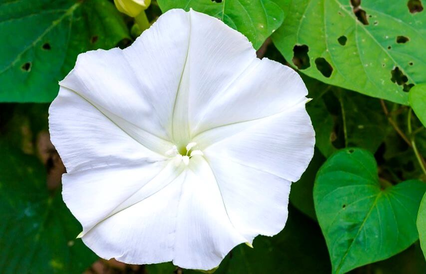 moonflower and poisonous seeds