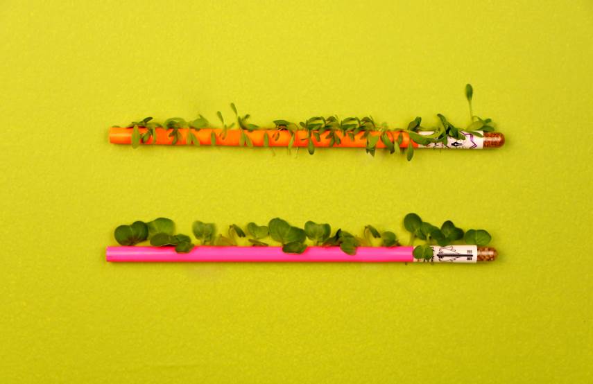 plantable pencils with sprouts