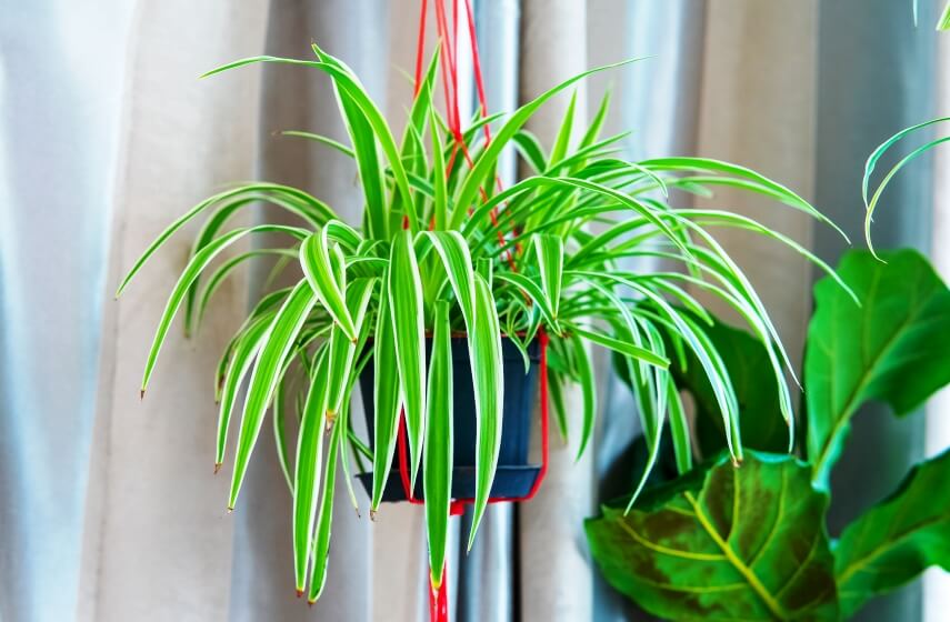 Chlorophytum comosum - spider plant