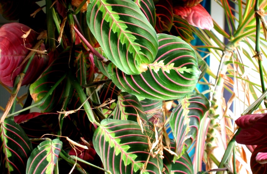 Maranta leuconeura plant - prayer plant