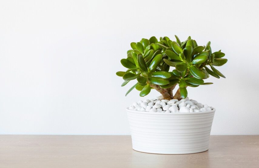 houseplant- crassula plant benefits