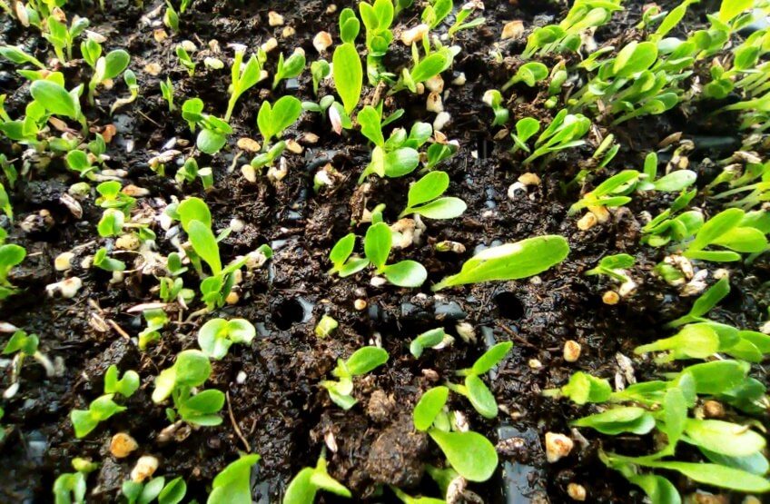 lettuce sprouts in soil