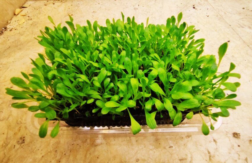 lettuce microgreen in tray