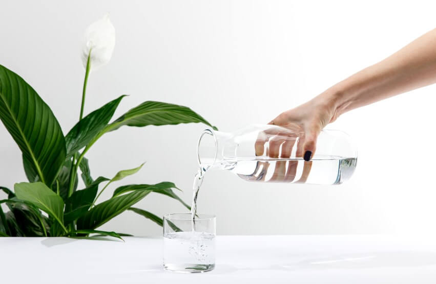 peace lily and bottle of water