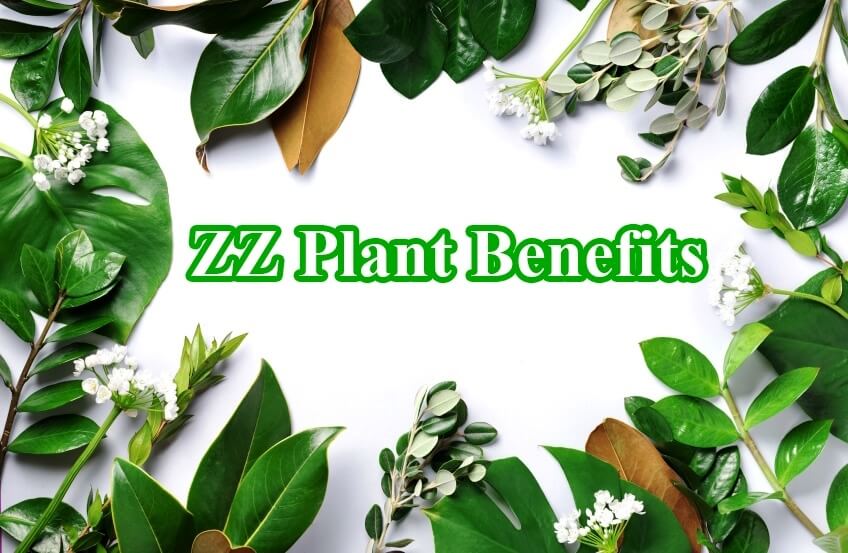 zz plant benefits